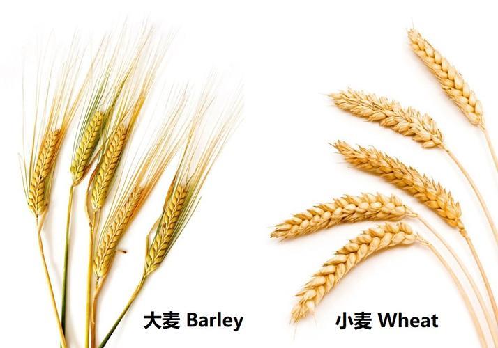 大麦：古老的谷物，现代的超级食物